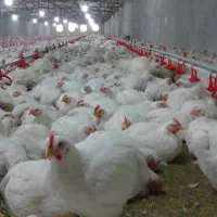 فروش مرغ گوشتی