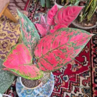 گل طبیعی|گل و گیاه طبیعی|اهر, |دیوار