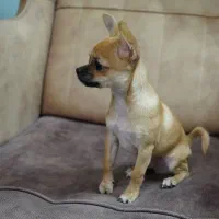 شیهواهوا نر جهت جفتگیری