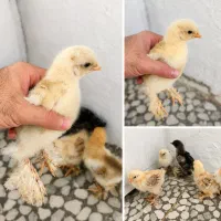 فروش جوجه برهما