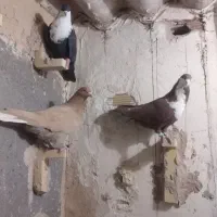 کرواتی وزردکرمونی وجوجه کاکلی|پرنده|تربت‌حیدریه, شهرک ولیعصر|دیوار