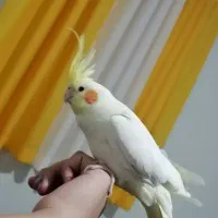 عروس هلندی لوتینو|پرنده|برخوار, |دیوار