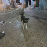 سگ شیانلو گرگی