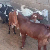 گوسفند فروشی|حیوانات مزرعه|فاریاب, |دیوار