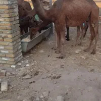 ۷نفر شتر درجه  ۱عالی فروشی|حیوانات مزرعه|سبزوار, ابارش|دیوار
