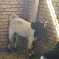 گوسفند عوسی و بز نر