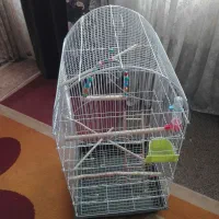 قفس زینتی بزرگ با وسایل کامل توضیحات بخونید|لوازم جانبی حیوانات|فولادشهر, A2|دیوار