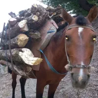 اسب باری و سواری با پالان تجهیزات