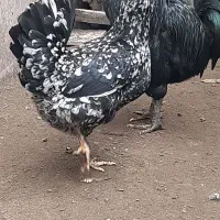 جوجه گلین لری اصیل و تخم گلین لری|حیوانات مزرعه|بندر انزلی, متروپل|دیوار