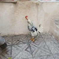 خروس گلین|حیوانات مزرعه|سنندج, |دیوار