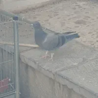 جوجه تازه دونخورشده|پرنده|خمینیشهر, |دیوار