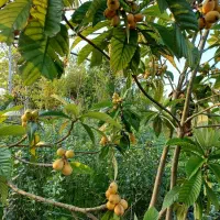فروش نهال انبه