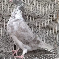 کبوتر تهرانی‌پرشی|پرنده|بابلسر, |دیوار