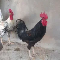 فروش مرغ خروس محلی