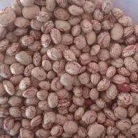 لوبیای قرمز وسفیدوچیتی