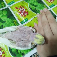 جوجه عروس