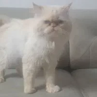 نژاد پرشین هیمالین