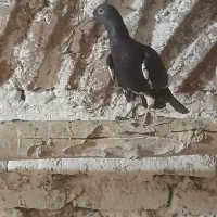 پرنده|پرنده|خلیل آباد, |دیوار