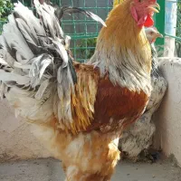 مولد برهما ۳مرغ و یک خروس