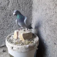 کبوتر|پرنده|تایباد, |دیوار