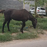 نریان ۸ساله بسیار درشت وکته کلفت