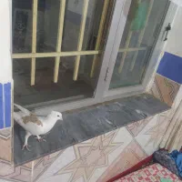 کفتر|پرنده|جوین, |دیوار