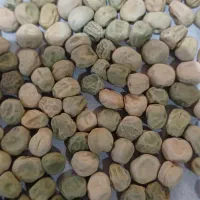 بذر نخود فرنگی ولف