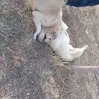 توله ی نوه  کک سالار مادریشم نوه ی هیتلر محمد سبیل