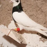 طوقی سیاه نر