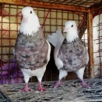 طوقی بیعیب و نقص