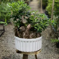 فروش عمده و تک بنسای