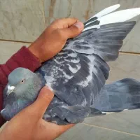 سلام به دوستان عشقبازای گل ۵عدد کفتر به فروش میرسد|پرنده|مهاجران, |دیوار