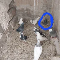 کبوتر|پرنده|ایوان, |دیوار