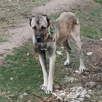 سگ سرابی|سگ|خرم‌آباد, |دیوار