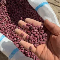 لوبیا قرمز درجه یک