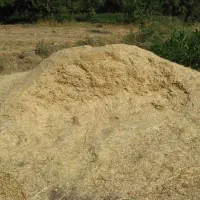 کاه گندم و کاه ماش درجه یک