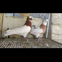 کفتر پلاکی طوقی دمبی شهری|پرنده|سروستان, |دیوار