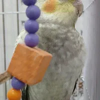 عروس هلندی ماده