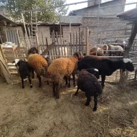 فروش 3عدد نر بره