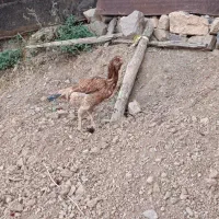 مرغ لاری