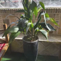 فروش فوری گل آپارتمانی