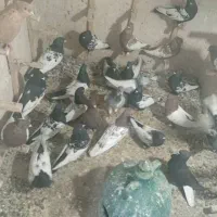 کفتر بهبونی هوای