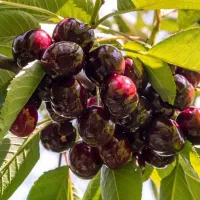 نهال فروشی علی همراهی