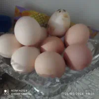 تخم مرغ لاری|حیوانات مزرعه|خوسف, |دیوار