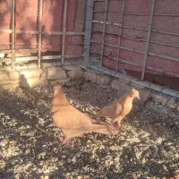 کفتر زرد درجایی