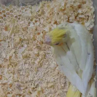 جوجه عروس هلندی لوتینو سرلاکی معاوضه و فروشی