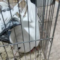کبوتر|پرنده|شاهین‌شهر, پارک بانک استان|دیوار