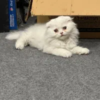 اسکاتیش فولد