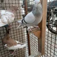 8 عدد کبوتر هوایی بازی کن