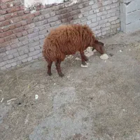 بره نر گوشتی و نذری